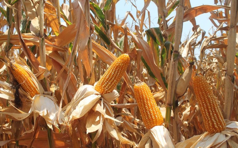 WhatsApp Image 2019 09 18 at 18.21.56