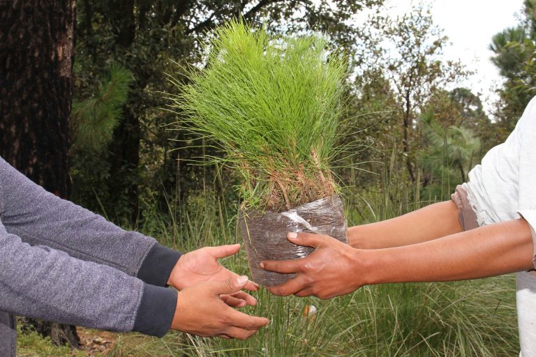 Hay un tema del que poco han hablado los candidatos: Ecología