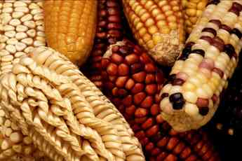 México pionero en el cultivo e investigación de transgénicos
