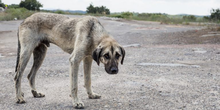 Tlaxcala, único Estado sin organismos especializados para el maltrato animal