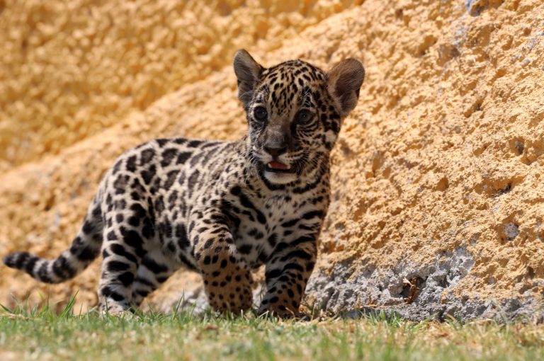 Puede ser tú el que escoja el nombre de cachorra jaguar del Zoológica de Tlaxcala