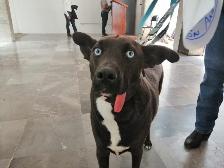 Ley de Bienestar Animal, un pequeño logro: defensores