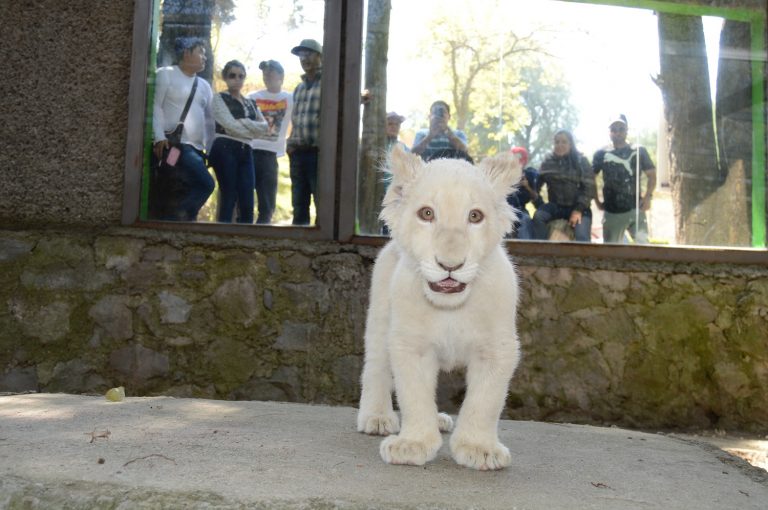 Muere león blanco de Zoológico del Altiplano por paro cardíaco