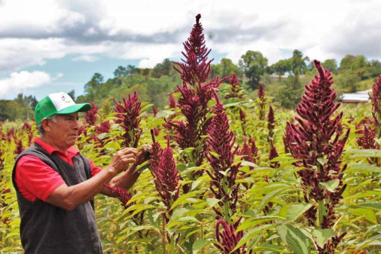 Abierta la convocatoria para el sector campesino, Programa de Concurrencias