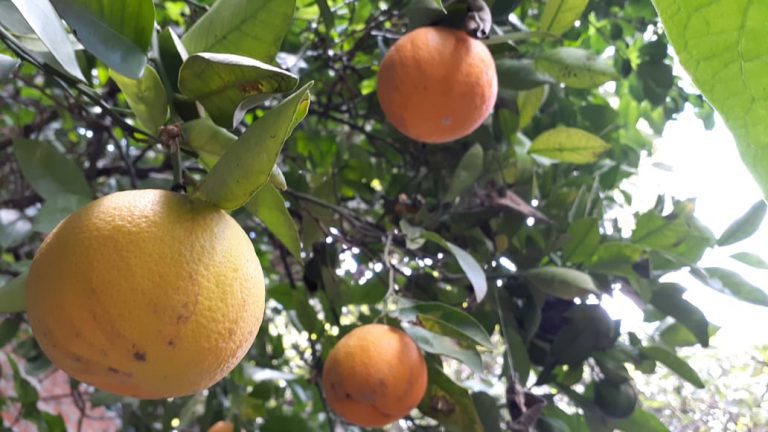 Tezoquipan, líder regional en producción de frutos de trópico