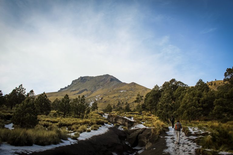 Hará Guardia Nacional estudio de los árboles ancestrales en La Malinche