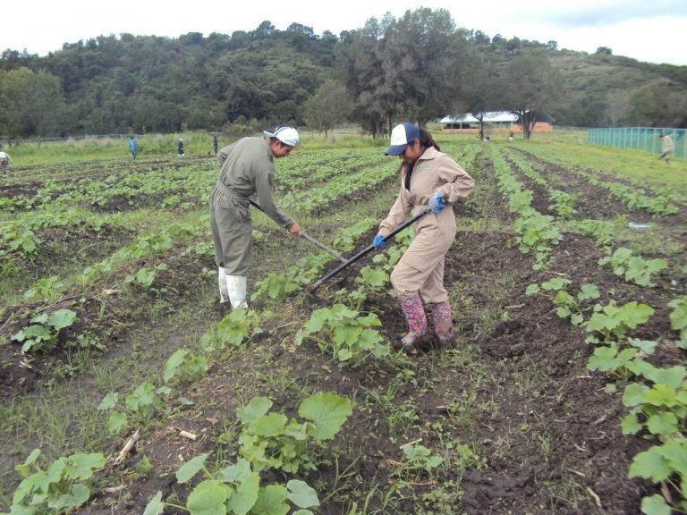 ¿Te gustaría estudiar Ingeniería en Agrotecnología?, ¡En Tlaxcala la puedes estudiar aquí!