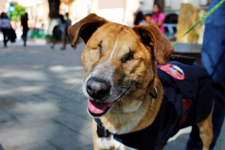Aprueba Calpulalpan primer Reglamento Municipal de protección animal