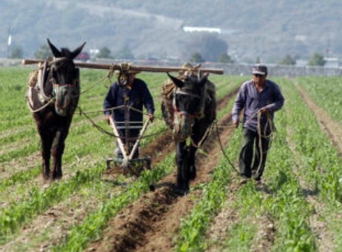 «Cuando el recurso llegó al estado de Tlaxcala no se canalizó al sector agrícola», Ana Lilia Rivera.