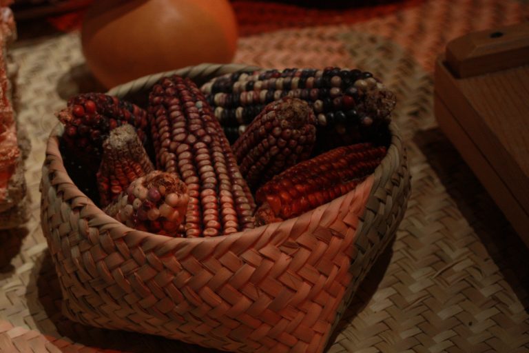 Tlaxcala “Lugar de pan y Maíz”, entre los Estados que menos maíz produce