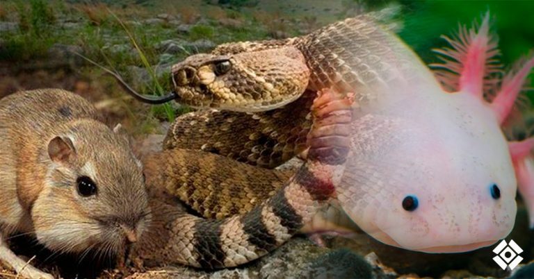 En peligro de desaparecer 20 especies de animales endémicas en Tlaxcala