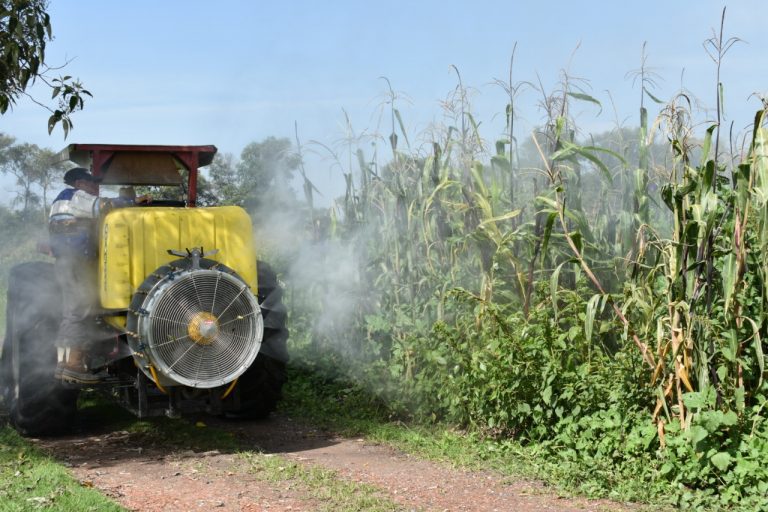 Con producto amigable para el medio hambiente fumigan 100 hectáreas de cultivo en Zacatelco