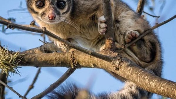 cacomixtle-fauna-tlaxcala-chiquina-naturaleza-ecología-ambiente