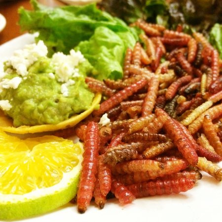 ¡Deliciosos y nutritivos chinicuiles! Aquí 6 datos de este manjar 6 WhatsApp Image 2019 08 20 at 20.04.551