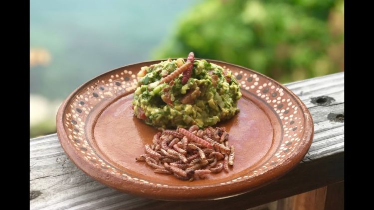 ¡Deliciosos y nutritivos chinicuiles! Aquí 6 datos de este manjar 3 WhatsApp Image 2019 08 20 at 20.04.56