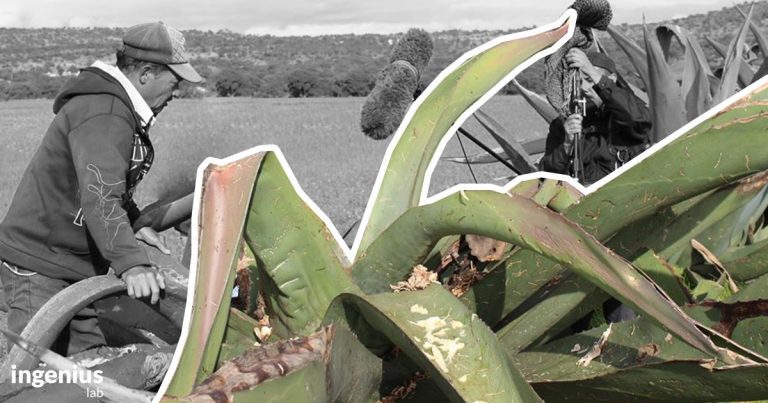El maguey, más allá de pulque y chito…
