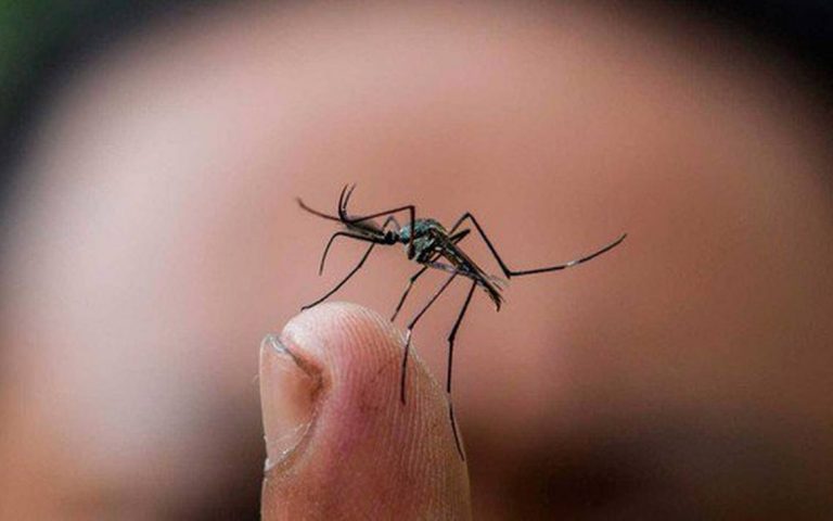 ¡Buena noticia! Estamos entre los 3 estados libres de la epidemia de dengue en el país