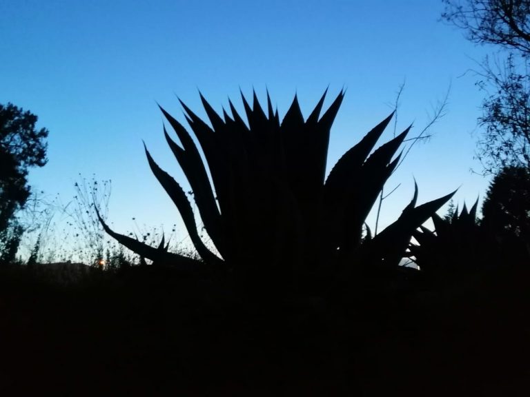 Haciendas pulqueras de Tlaxcala y Pulmex se libran del SAT