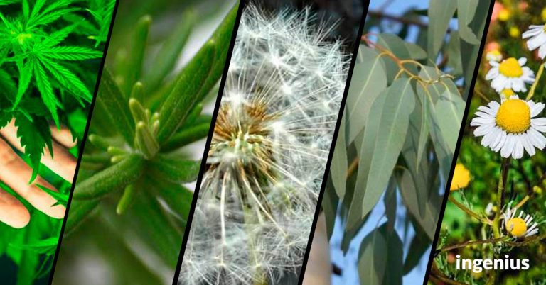5 plantas medicinales que son la onda y que encuentras en Tlaxcala