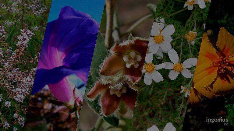 Las 5 especies de flores más representativas de Tlaxcala