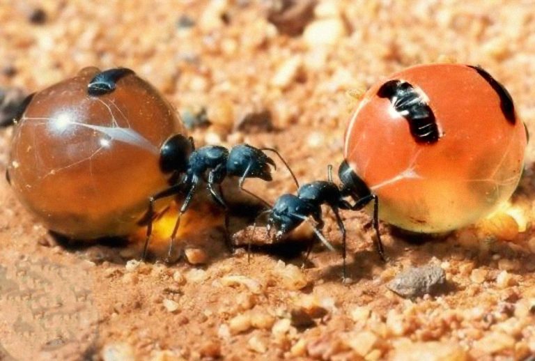Hormigas mieleras, un delicioso néctar de Tlaxcala; aquí 6 datos sobre ellas