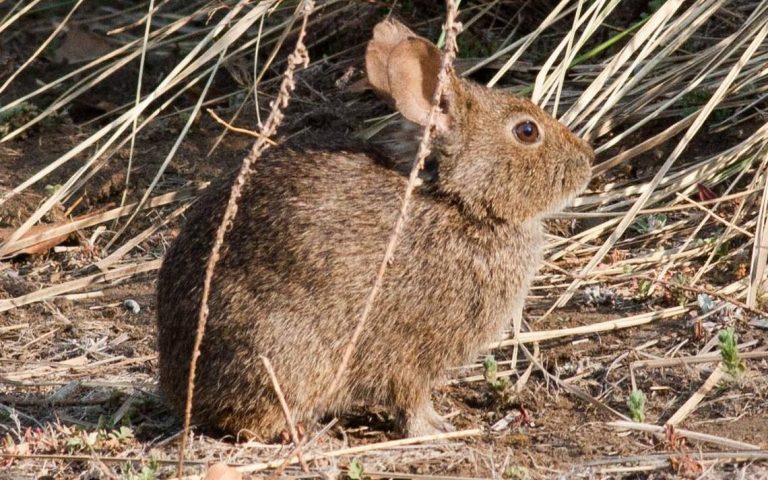 Teporingo, el conejo más pequeño de Tlaxcala; 6 datos de este animal en peligro de extinción
