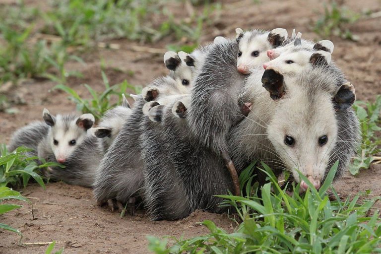 Tlacuaches, de los marsupiales más representativos en Tlaxcala; aquí 6 datos