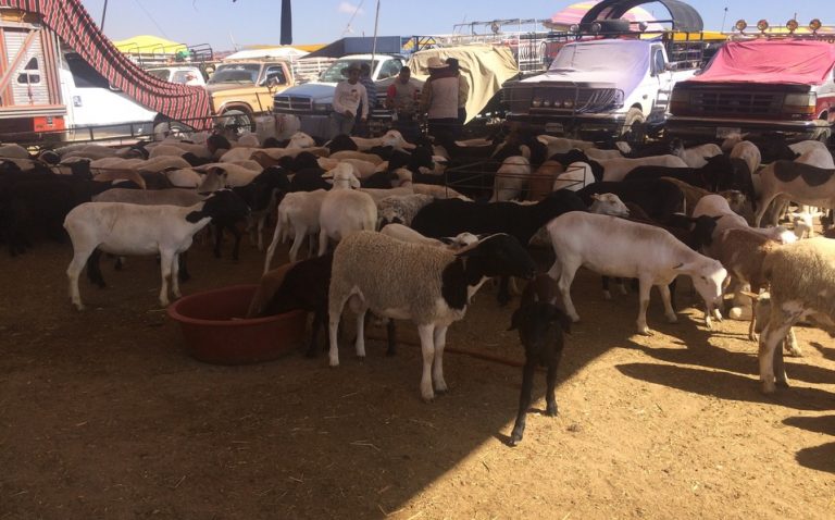 Tianguis de ganado en Villa Alta se niega a suspensión temporal; ejército intercede