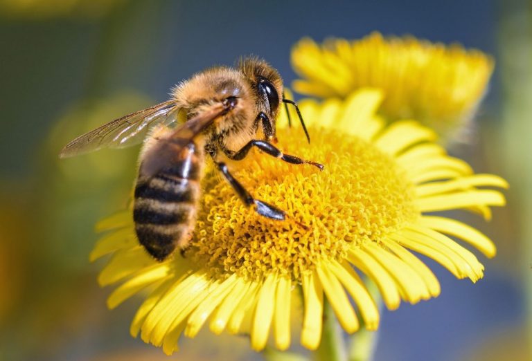 #DíaMundialdelasAbejas | Los grandes beneficios que genera su paso Tlaxcala