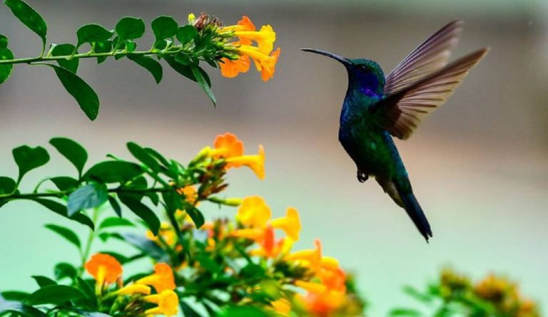 Colibrí, ave mítica que poco a poco desaparece de bosques de Tlaxcala; 6 datos