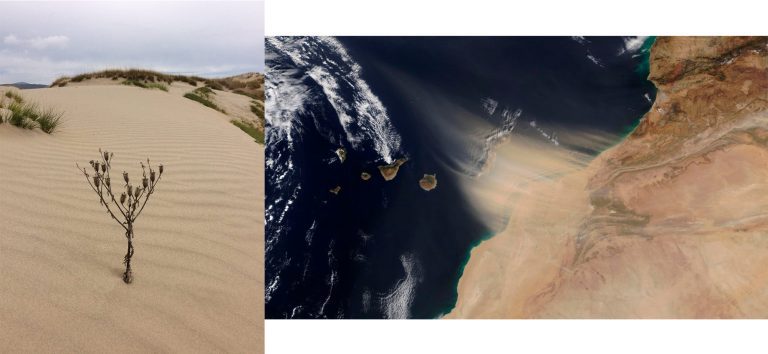 Datos para hablar del polvo del Sahara… Y del desierto de Cuapiaxtla, en extinción