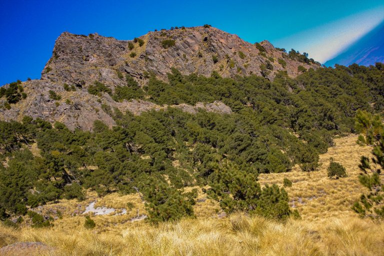 Bosques