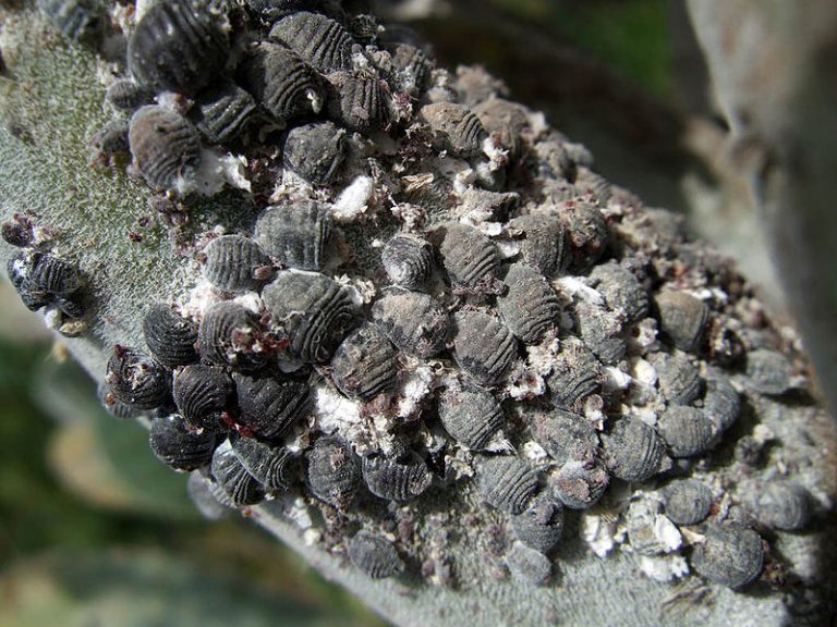 Grana Cochinilla, dando color desde la Tlaxcala prehispánica: 6 datos interesantes