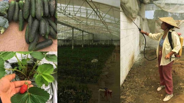 Invernadero-Tlaxcala-Ecología-Verde-Pepino-Brócoli-Cuarentena