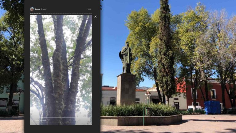 Parque Xicohténcatl-Plaga-Tlaxcala-Heno Montita-Ecología