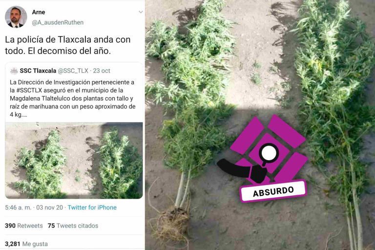 plantas-marihuana-plantas-Tlaxcala-escenario-mexico-burla