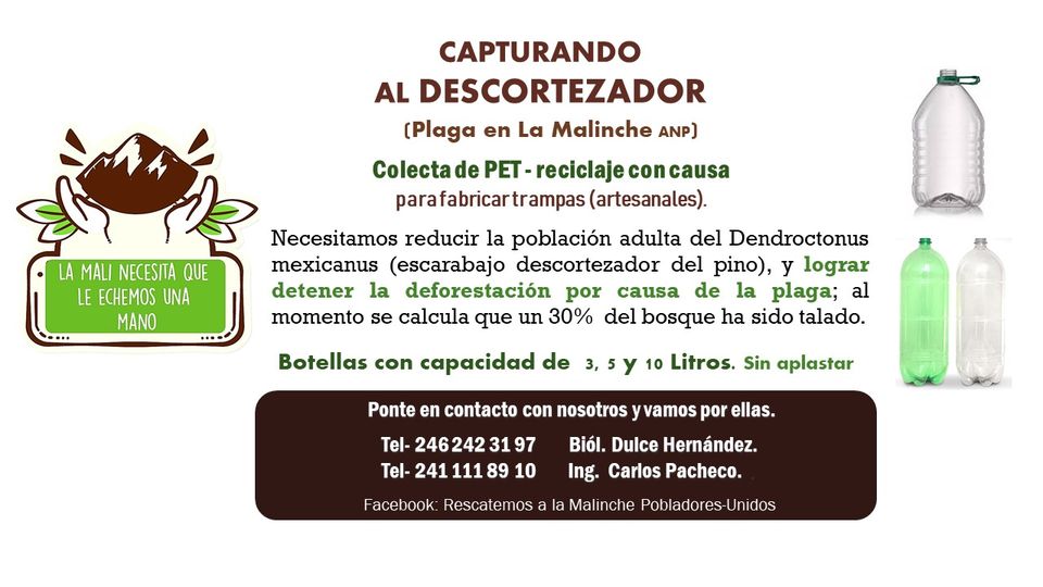 Aprende y ayuda a hacer trampas para capturar al gusano descortezador 1 136360338 192689139215871 1836925587125564581 o