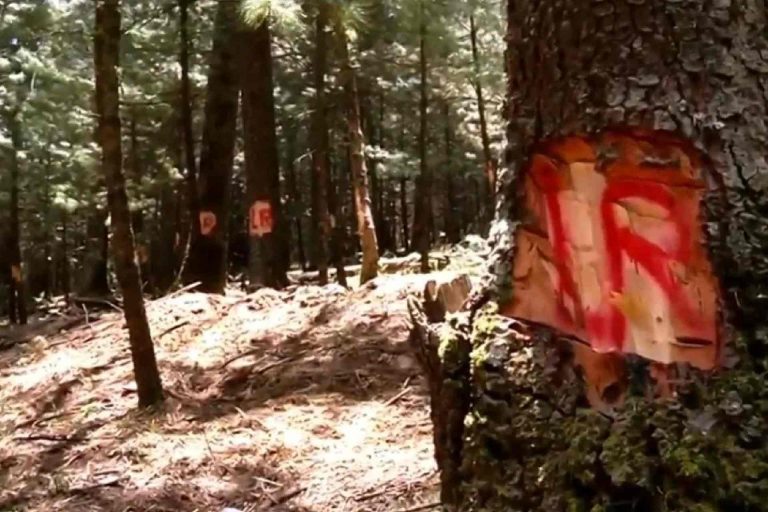 ingenieros forestales-Tlaxcala-La Malinche-Bosques-Tala de árboles