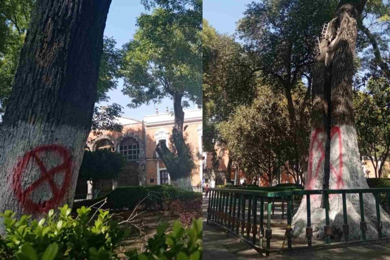 árboles-Plaza de la Constitución-SEDATU-Programa de Mejoramiento Integral de Barrios