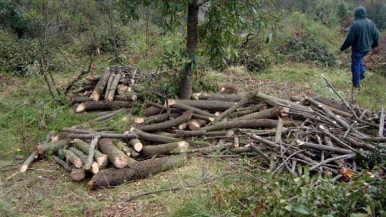 Tlaxcala lidera impunidad ambiental y no hace nada para solucionarlo