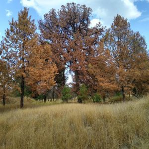 Aprende y ayuda a hacer trampas para capturar al gusano descortezador 11 WhatsApp Image 2021 02 19 at 5.11.28 PM