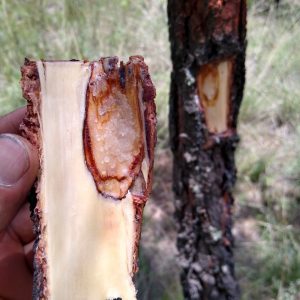 Aprende y ayuda a hacer trampas para capturar al gusano descortezador 9 WhatsApp Image 2021 02 19 at 5.12.03 PM