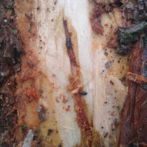 Aprende y ayuda a hacer trampas para capturar al gusano descortezador 8 WhatsApp Image 2021 02 19 at 5.12.48 PM