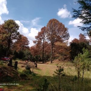 Aprende y ayuda a hacer trampas para capturar al gusano descortezador 7 WhatsApp Image 2021 02 19 at 5.14.08 PM