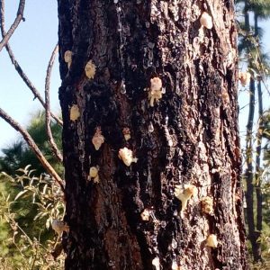 Aprende y ayuda a hacer trampas para capturar al gusano descortezador 2 WhatsApp Image 2021 02 19 at 5.14.12 PM 1