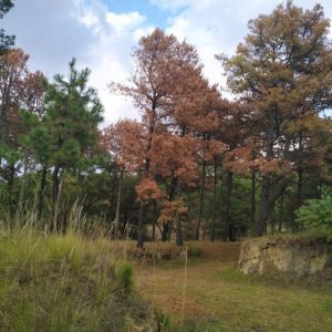 Aprende y ayuda a hacer trampas para capturar al gusano descortezador 5 WhatsApp Image 2021 02 19 at 5.15.13 PM