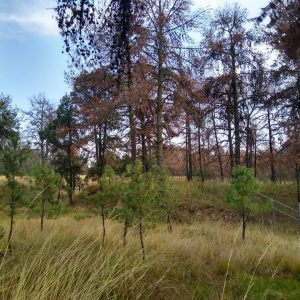 Aprende y ayuda a hacer trampas para capturar al gusano descortezador 3 WhatsApp Image 2021 02 19 at 5.23.37 PM