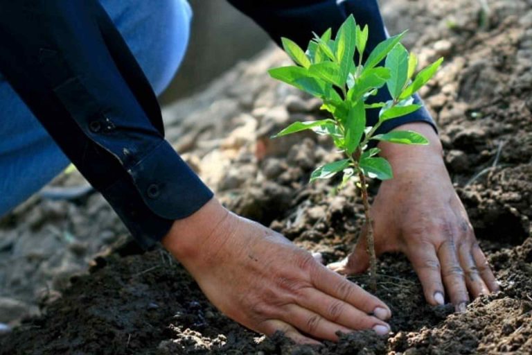 Se plantan millones de árboles en Tlaxcala, ¿Qué promedio sobrevive?