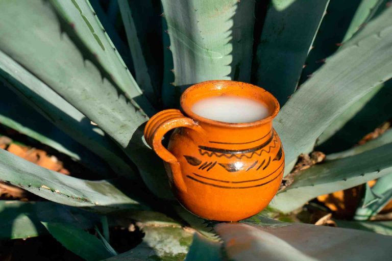 «Delitro y medio», pulquería que busca innovación en Tlaxcala