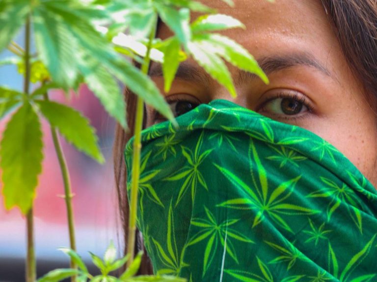 el-senado-de-mexico-aprueba-la-legalizacion-de-la-marihuana-recreativa-y-medicinal